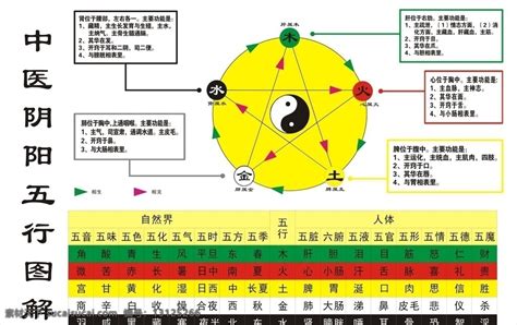 心 五行|中医学基础